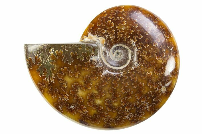 Polished Cretaceous Ammonite (Cleoniceras) Fossil - Madagascar #305915